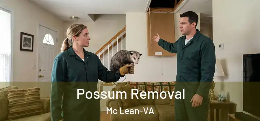  Possum Removal Mc Lean-VA