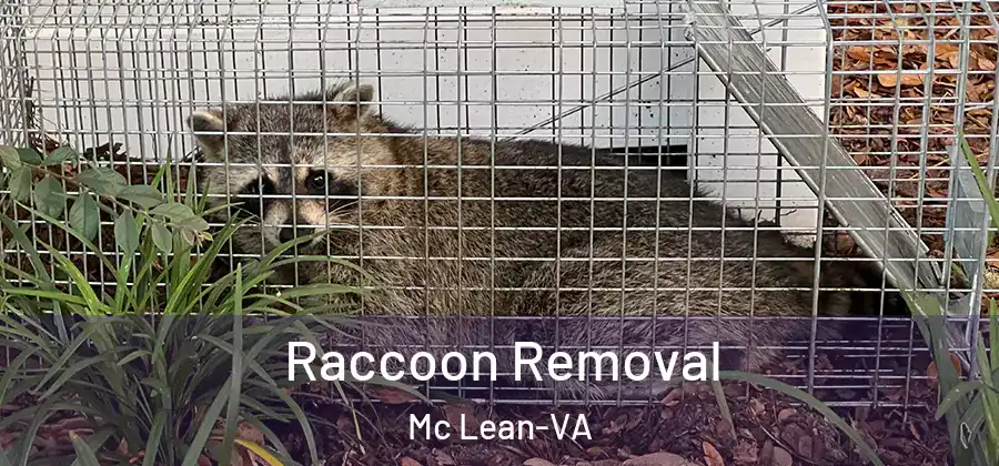 Raccoon Removal Mc Lean-VA
