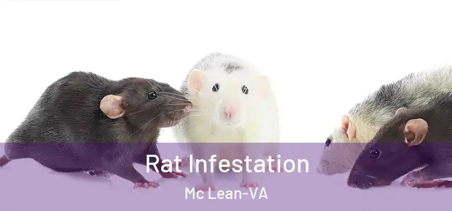 Rat Infestation Mc Lean-VA