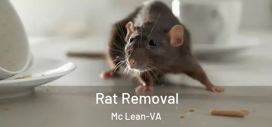 Rat Removal Mc Lean-VA