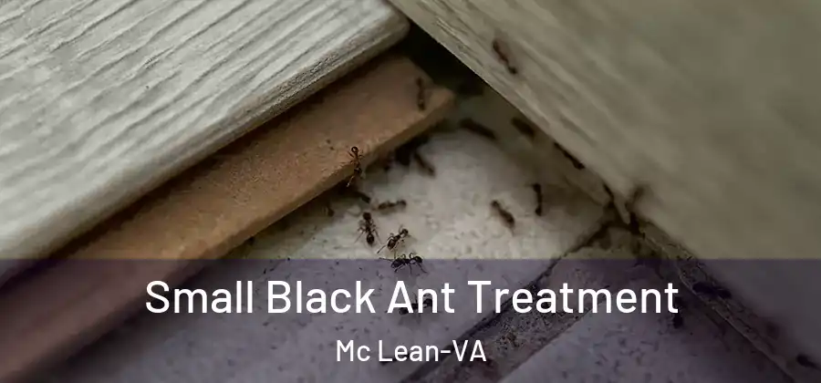 Small Black Ant Treatment Mc Lean-VA