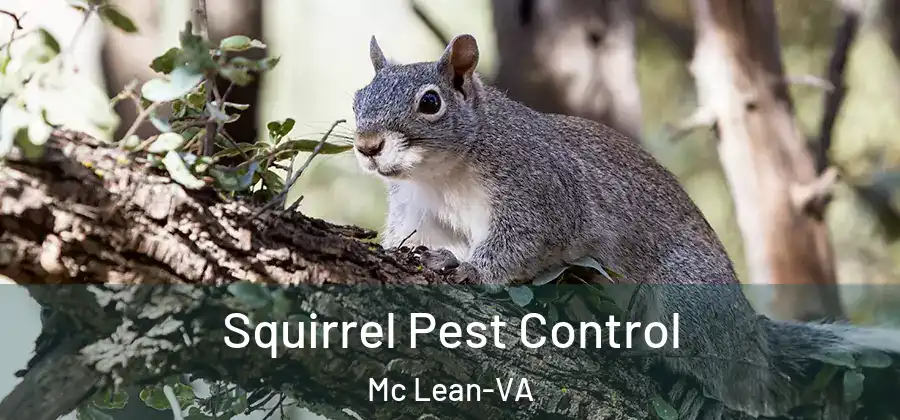 Squirrel Pest Control Mc Lean-VA