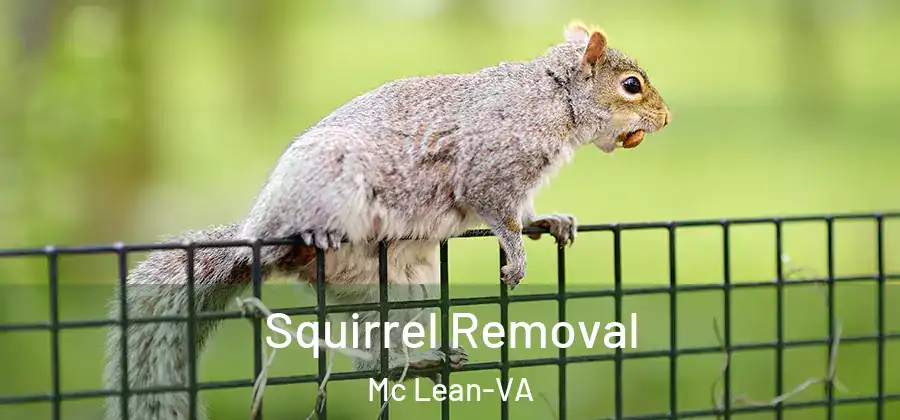  Squirrel Removal Mc Lean-VA