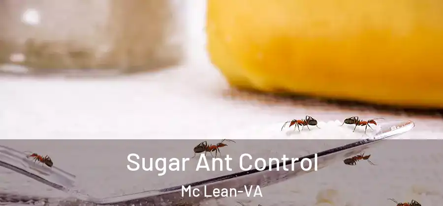 Sugar Ant Control Mc Lean-VA