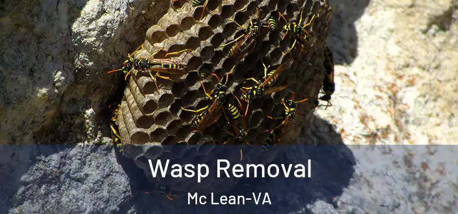 Wasp Removal Mc Lean-VA
