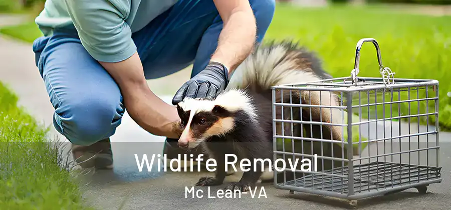  Wildlife Removal Mc Lean-VA