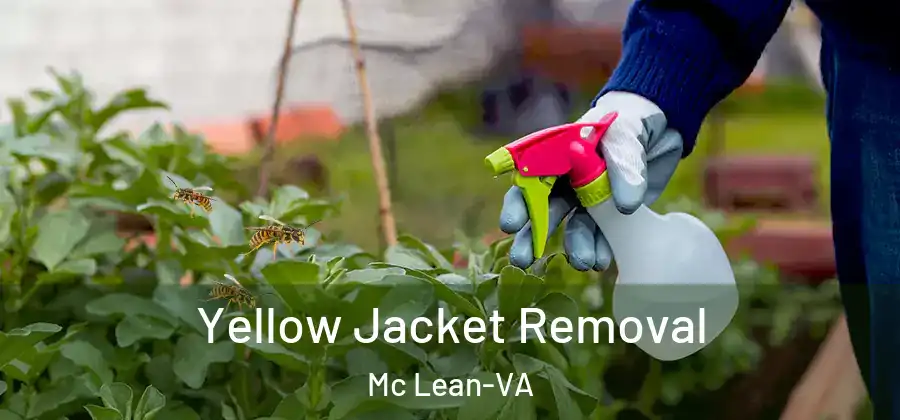 Yellow Jacket Removal Mc Lean-VA